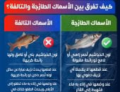 الصحة توضح كيفية التفرقة بين الأسماك الطازجة والفاسدة لحماية المواطنين