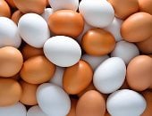كرتونة البيض بـ125 جنيها.. أسعار البيض بكفر الشيخ الأربعاء 18 مارس 2026