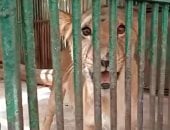 أسود وقرود وغزلان ونعام.. شاهد احتفالات العيد فى حديقة حيوان كفر الشيخ