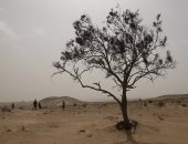 رياح شديدة تضرب شمال سيناء مع ظهر أول أيام العيد.. فيديو