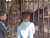 شاهد الأسد عبده وفرس النهر جمال يستقبلان الزوار أول أيام العيد بحديقة بنى سويف