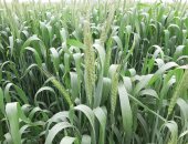 الذهب الأصفر يزين غيطان الشرقية.. 2350 جنيها سعر أردب القمح لدرجة النظافة 23.5