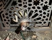 إنقاذ كلب محتجز داخل أسياخ باب حديدى فى المقطم