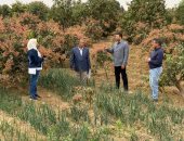 محافظ السويس يوجه بالإستعداد لتنظيم مهرجان المانجو ومتابعة محصول القمح