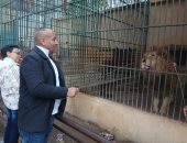 الأسد فرج أب لـ4 أشبال جدد من سمارة ووردة داخل حديقة حيوان الإسكندرية.. فيديو