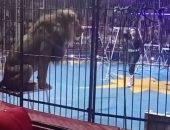 المئات يتابعون 12 عرضا للسيرك فى كفر الشيخ.. فيديو