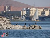أسوان كنز خفى للطيور المهاجرة والمقيمة على ضفاف نهر النيل.. صور