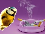 استخدام غير متوقع وظاهرة لافتة للنيكوتين فى أعشاش الطيور