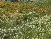 حقول الفيوم.. مملكة النباتات الطبية والعطرية على أرض مصر