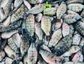 البلطي بـ 60 جنيه.. أسعار الأسماك بكفر الشيخ الإثنين 23 مارس 2026