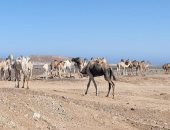 عمرك سمعت عن صلاة الأبل؟ كَمتيت سليلت طقس سنوى فى حلايب وشلاتين.. صور