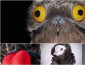 أغرب 10 أنواع طيور حول العالم.. الكاسورى الأخطر رغم شكله الكيوت