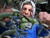 "يَكَادُ زَيْتُهَا يُضِيءُ وَلَوْ لَمْ تَمْسَسْهُ نَارٌ".. اليوم العالمى لشجرة الزيتون