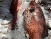 «الناجل الحر».. ملكة أسماك البحر الأحمر والتصدير للخارج.. تعرف عليها