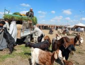 قبل الزحام وارتفاع الأسعار.. أفضل توقيت لشراء الأضاحى بالشرقية.. فيديو