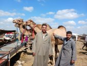 أسعار وأنواع الجمال.. مباشر من أكبر سوق مواشى فى الشرقية «فيديو»