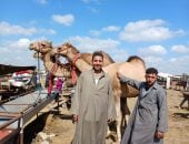 أسعار وأنواع الجمال في أكبر أسواق مواشي الشرقية.. صور