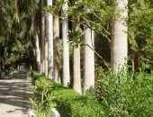 الباوباب أسطورة الطبيعة.. شجرة الحياة داخل الجزيرة النباتية بأسوان.. تاريخ اكتشافها يعود لـ6 آلاف سنة.. وفروعها الكبيرة تعمل كخزانات طبيعية للمياه.. ويطلق عليها «الفاكهة الخارقة» بسبب فوائد ثمارها.. فيديو وصور