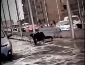 بطل من نوع خاص.. أمين شرطة يغوص فى مياه الأمطار لإنقاذ السيارات