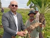 زراعة الغربية تشارك فى حصاد البنجر بمزارع شركة الدلتا للسكر بكفر الشيخ