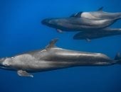 بيوت الدلافين فى البحر الأحمر.. كنوز بحرية تجذب عشاق الطبيعة حول العالم وتدعم السياحة البيئية.. القاتل الكاذب وريسو وقصير الزعنفة أبرز الأنواع.. والفانوس والعرق وصمداي وسطايح أشهر مناطق تواجدها.. صور