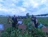 مدينة الحامول فى كفر الشيخ تشهد يوم حصاد بنجر السكر