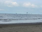 طائر النورس يغزو مياه البحر المتوسط وسط هدوء الأمواج فى بورسعيد.. فيديو