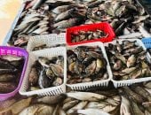 البلطي بـ 70 جنيها.. أسعار الأسماك بكفر الشيخ اليوم الأربعاء 25 مارس 2026