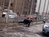 بطل بملابس ميرية وقلب "ابن بلد".. كيف أعاد رجل مرور الحياة للطريق بـ"إيديه"؟