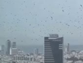 آلاف الغربان تثير الذعر فوق تل أبيب: نذير شؤم أم ظاهرة طبيعية؟ (فيديو)