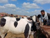 قبل الزحام.. تعرف على أسعار وأنواع العجول في أكبر أسواق مواشي الشرقية