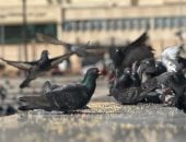 تجمعات كبيرة للحمام تجذب أنظار الجميع بميدان الشهداء فى بورسعيد.. فيديو وصور