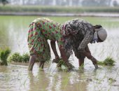 موسم زراعة الأرز فى الهند بعد تصدرها الإنتاج العالمى للمحصول