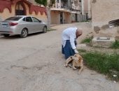 ​محافظ الإسكندرية يكلف الطب البيطري بتكثيف حملات تطعيم كلاب الشوارع