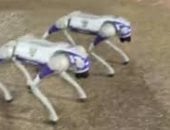 فنزويلا تستخدم كلابًا روبوتية لتعزيز الأمن في شوارع كاراكاس..فيديو وصور