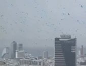 طوفان من الغربان السود يغطى سماء تل أبيب.. نبوءة تحذر من نهاية قريبة (فيديو)