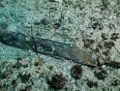 غارقة منذ 2000 عام.. العثور على بقايا سفينة محملة بزيت زيتون ببحيرة سويسرية