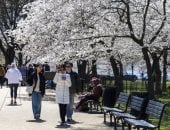 أزهار الكرز تزهر فى واشنطن.. المدينة تتلألأ بألوان الربيع الساحرة