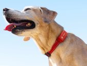 طوق ذكى يحمى كلبك.. كيف تغير تقنية SATELLAI مستقبل رعاية الحيوانات؟