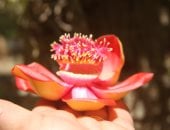 سحر الطبيعة فى جزيرة النباتات بأسوان.. شجرة «الكوروبيتا» أيقونة الزينة الفريدة بالشرق الأوسط.. تحفة نادرة تروى حكاية الجمال.. كنز أخضر عمره 150 عاماً.. وزهرتها استثنائية تفوح بعطرها وتخطف الأنظار.. صور وفيديو