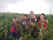 صاحب اللمسة الجمالية فى الأكل.. فرحة بمزارع القليوبية فى حصاد الثوم.. أحد المزارعين: منتصف سبتمبر وحتى نهاية نوفمبر أنسب وقت للزراعة.. ويستمر بالأرض حوالى 210 أيام.. وأنسب طريقة للتخزين تصل بالمحصول 5 سنوات