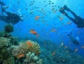 عالم خفى لا يراه إلا المحترفون وعشاق المغامرة فى أعماق البحر الأحمر.. شعاب داديلوس كنز طبيعى نادر يجذب الغواصين من مختلف دول العالم برحلات السفاري البحري.. ويكشف أسرار حياة بحرية عمرها ملايين السنين.. صور 
