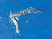 طائرات مسيرة توثق لأول مرة سلوك نطح حيتان العنبر لبعضها.. فيديو