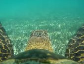 كاميرا السلاحف تكشف أسرار المحيط من منظور غير مسبوق.. فيديو وصور