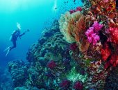 عالم خفي في أعماق البحر الأحمر.. شعاب داديلوس جنة لا يراها إلا المحترفون