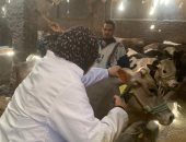 انطلاق الحملة القومية للتحصين ضد الجلد العقدى وجدرى الضأن فى الجيزة