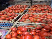 انخفاض أسعار الطماطم في أسواق الدقهلية.. الكيلو يبدأ بـ15 جنيها.. فيديو