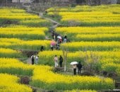 موسم الجمال الذهبي.. موسم الربيع يزين حدائق الصين