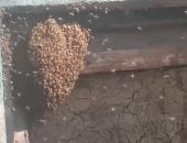 خلية نحل على باب المقبرة.. مفاجأة بعد فتح باب حديدي لمقبرة بالقليوبية.. فيديو