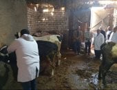 محافظ الدقهلية: تحصين 17 ألف رأس ضد مرض الجلد العقدى في الأبقار وجدرى الضأن